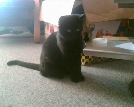 Blanding af racer † Lille mis † - er jeg ikke sød? billede 2