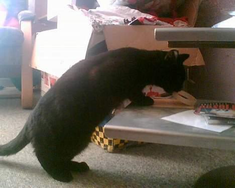 Blanding af racer † Lille mis † - her er jeg lige ved at stjæle et armbånd billede 3