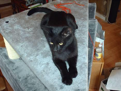 Blanding af racer † Lille mis † - jeg holder øje med jer billede 4