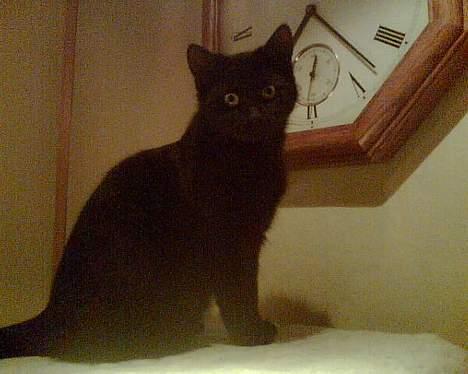 Blanding af racer † Lille mis † - er hun ikke fin? billede 5