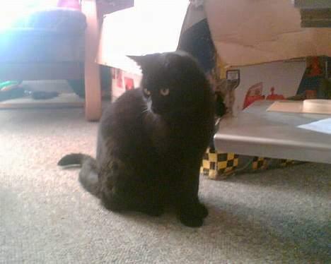 Blanding af racer † Lille mis † - skulle lige se hvad elina laver billede 6