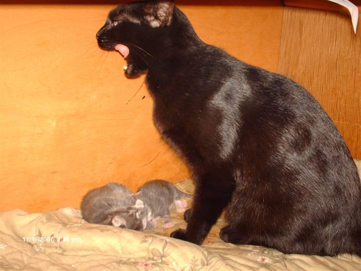 Blanding af racer † Lille mis † - lille mis og hendes killinger. NYT billede 7