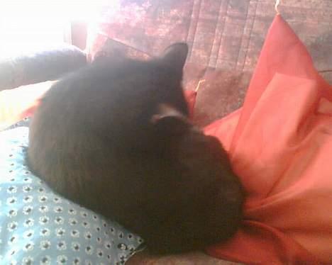 Blanding af racer † Lille mis † - jeg vasker mig lige billede 8