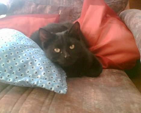 Blanding af racer † Lille mis † - hva laver du? billede 10