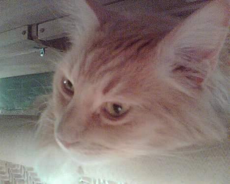 Maine Coon trold - lad mig være i fred billede 1