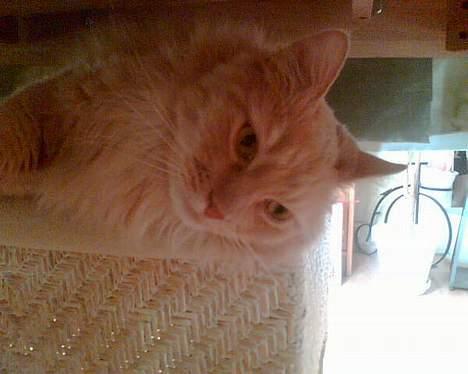 Maine Coon trold - er jeg ikk bare sød? billede 2