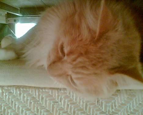 Maine Coon trold - du skal ikke tage billeder af mig nu billede 3