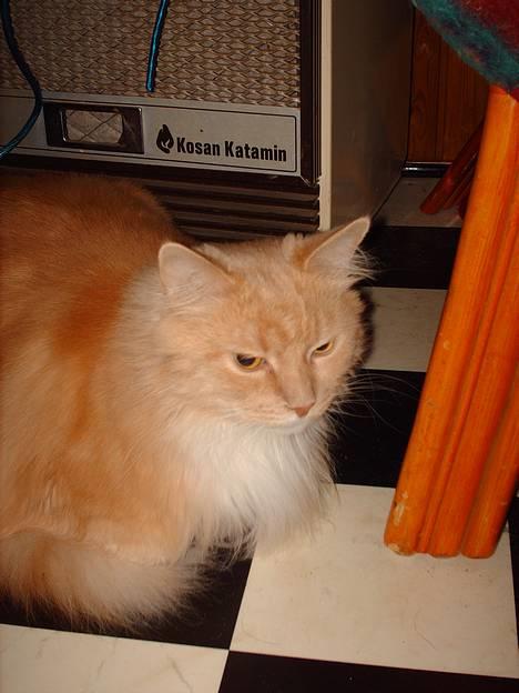 Maine Coon trold - hva laver du nu gandalf? billede 4