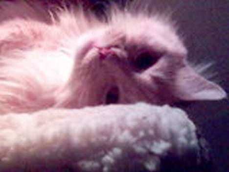 Maine Coon trold - kan man aldrig få fred? billede 5