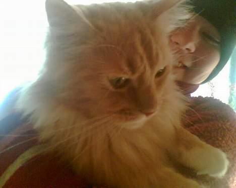 Maine Coon trold - er han ikke fin? billede 6