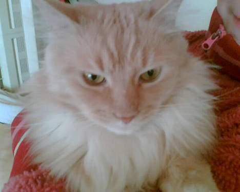 Maine Coon trold - trolds smukke hoved billede 8