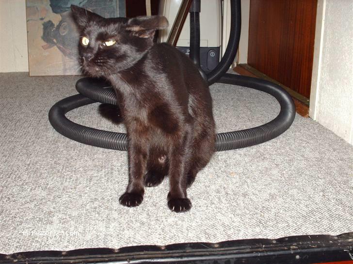 Blanding af racer † Lille mis † - den søde misser ! NYT billede 11