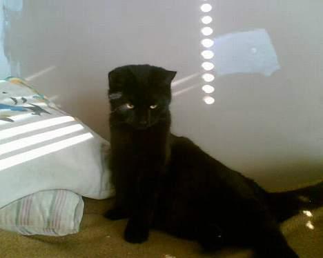 Blanding af racer † Lille mis † - jeg er træt billede 12