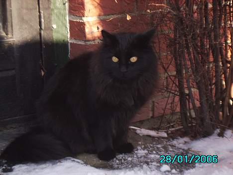 Norsk Skovkat Gismo  - Gismo har fundet en plet uden sne, hvor han kan sidde.. billede 17