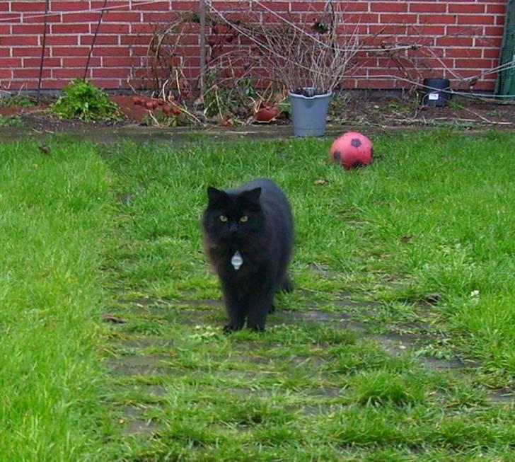 Norsk Skovkat Gismo  - 1 - 2 - 07 billede 18