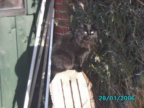 Norsk Skovkat Gismo  - Gismo sidder og nyder solens varme billede 19