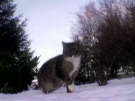 Blanding af racer Sabrina billede 15