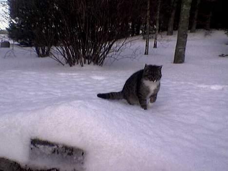 Blanding af racer Sabrina billede 16