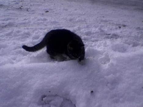 Blanding af racer Sabrina billede 17