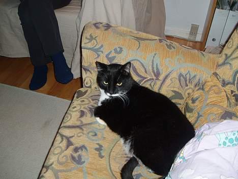 Huskat Bølle - han slapper af i sofaen. billede 4