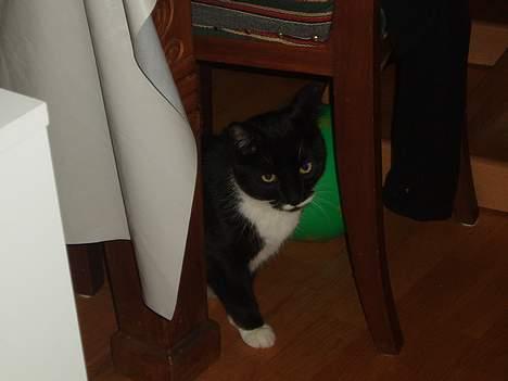 Huskat Bølle - under bort for det kan være der falder noget mad ned billede 5