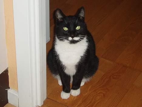 Huskat Bølle - han står titt i ved dørkramen nå der kommer gæster  billede 6