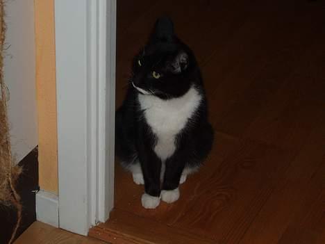 Huskat Bølle - bølle billede 7