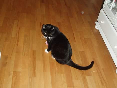 Huskat Bølle - der leger han med en elastik billede 8