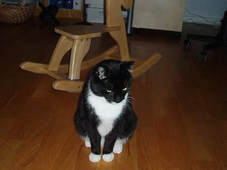 Huskat Bølle - han elsker at lege med mine hårting billede 9