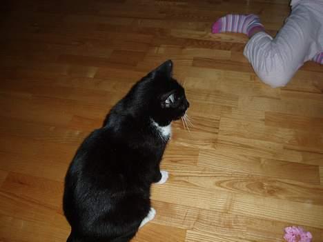 Huskat Bølle - bølle billede 10