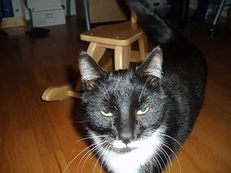 Huskat Bølle - det var lide lidt spende det med kameraet billede 11