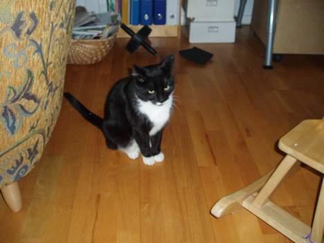 Huskat Bølle - bølle billede 12