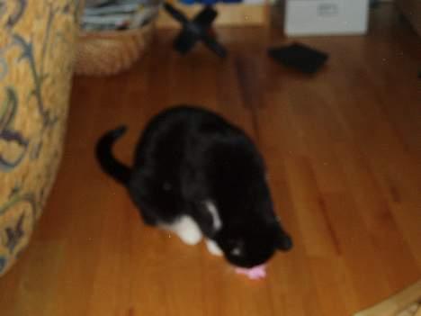 Huskat Bølle - han leger billede 13