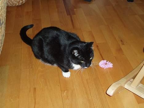 Huskat Bølle - der leger han med en elastik billede 14