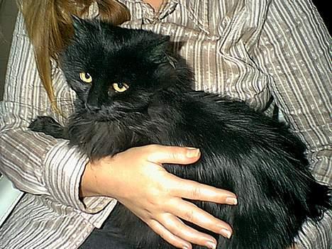 Blanding af racer Lucky billede 2