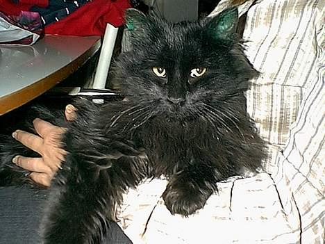 Blanding af racer Lucky billede 3