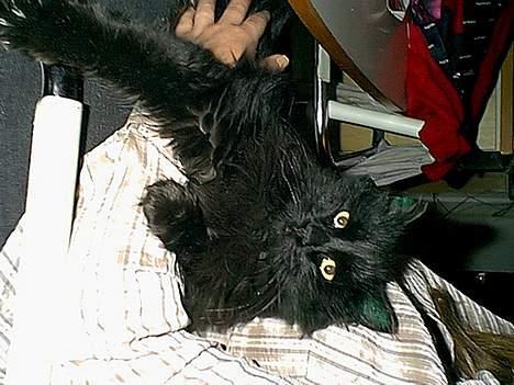 Blanding af racer Lucky billede 4