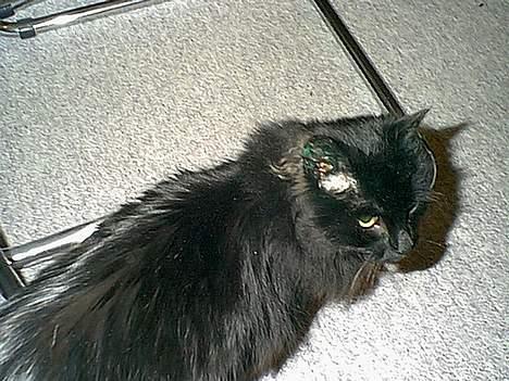 Blanding af racer Lucky billede 5