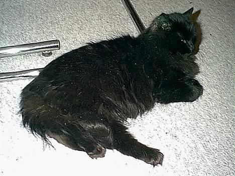 Blanding af racer Lucky billede 6