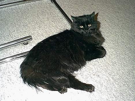 Blanding af racer Lucky billede 7