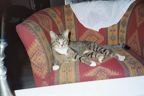 Blanding af racer Sheila - slapper lige lidt af billede 11