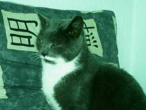 Blanding af racer Mivemand (VÆK) - snork... jeg er træt.. billede 1