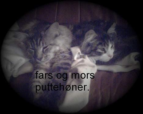 Maine Coon Scar billede 13