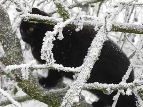 Blanding af racer Vesterbæks Shaky billede 7