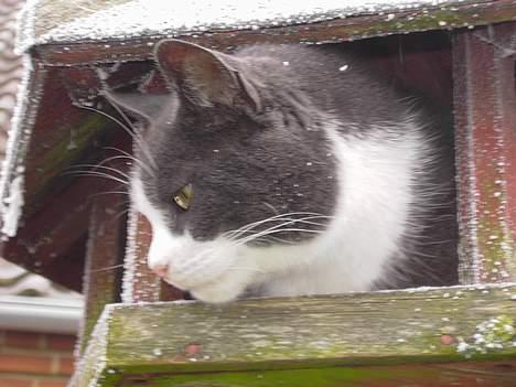 Blanding af racer Vesterbæks Stumbe - hvad er det lige du laver i fuglehust stumbe?  billede 10