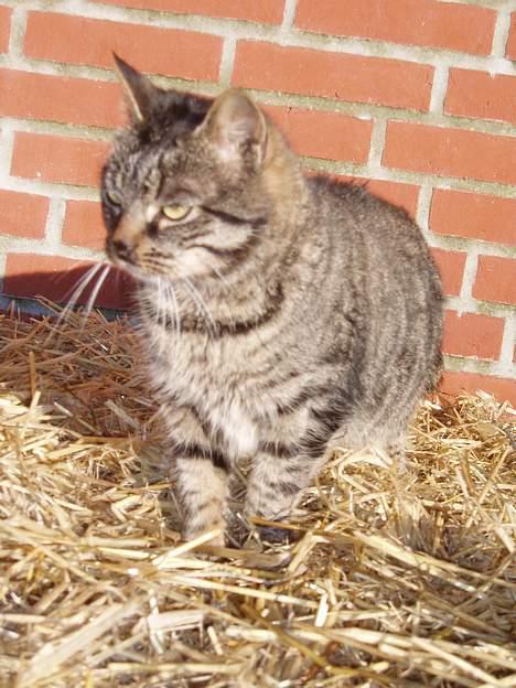 Blanding af racer Olivia - Olivia :D 29 januar 2006 billede 9