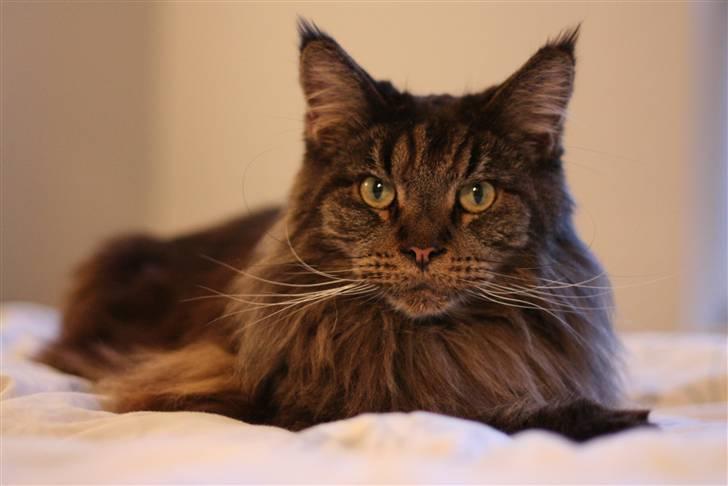 Maine Coon Diddi billede 1
