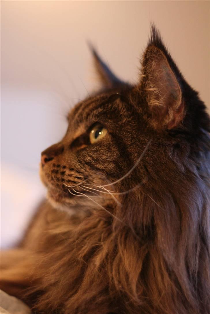 Maine Coon Diddi billede 2
