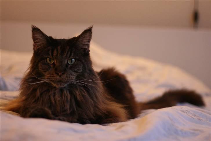 Maine Coon Diddi - Ren camuflage på sengen :0) billede 3