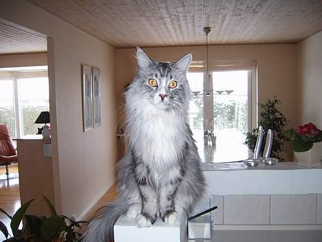 Maine Coon William - Se hvor fin jeg er.... Ellers sjældent jeg gider sidde stille og få taget billeder  billede 8